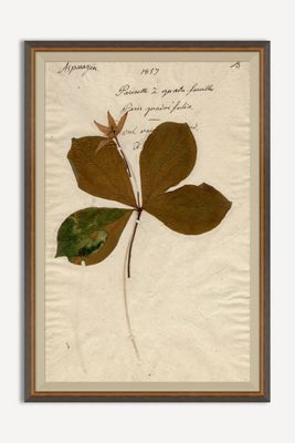 Herbarium Plant Wall Art