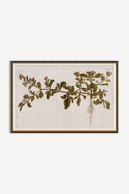 Anthropologie Horticultural Studies Wall Art