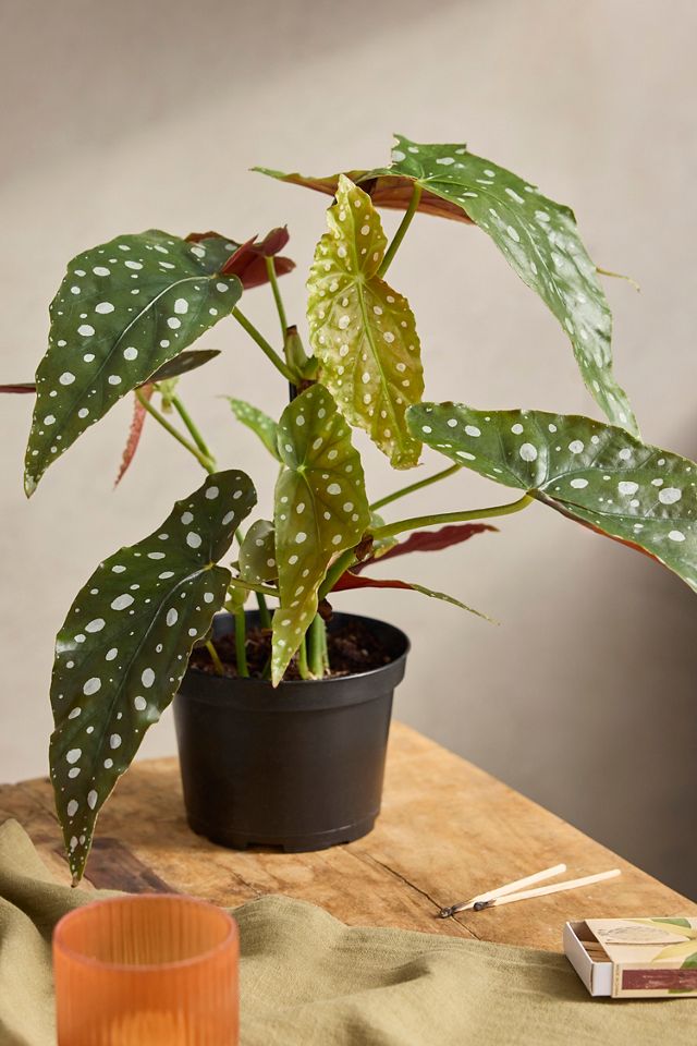 Begonia maculata Plant #1