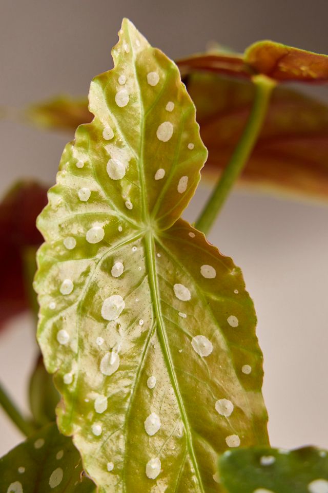 Begonia maculata Plant #2