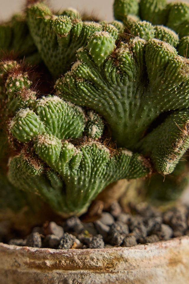 calathea przelanie Calathea Prayer (Small) – Greenkin main image 0