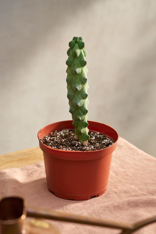 Myrtillocactus geometrizans Fukurokuryuzinboku Cactus