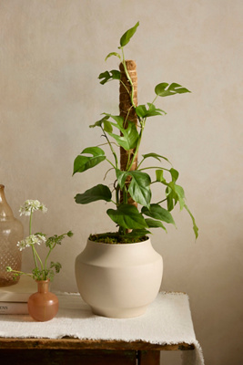 Terrain Monstera Minima Plant, Vine Support + Ceramic Planter In White