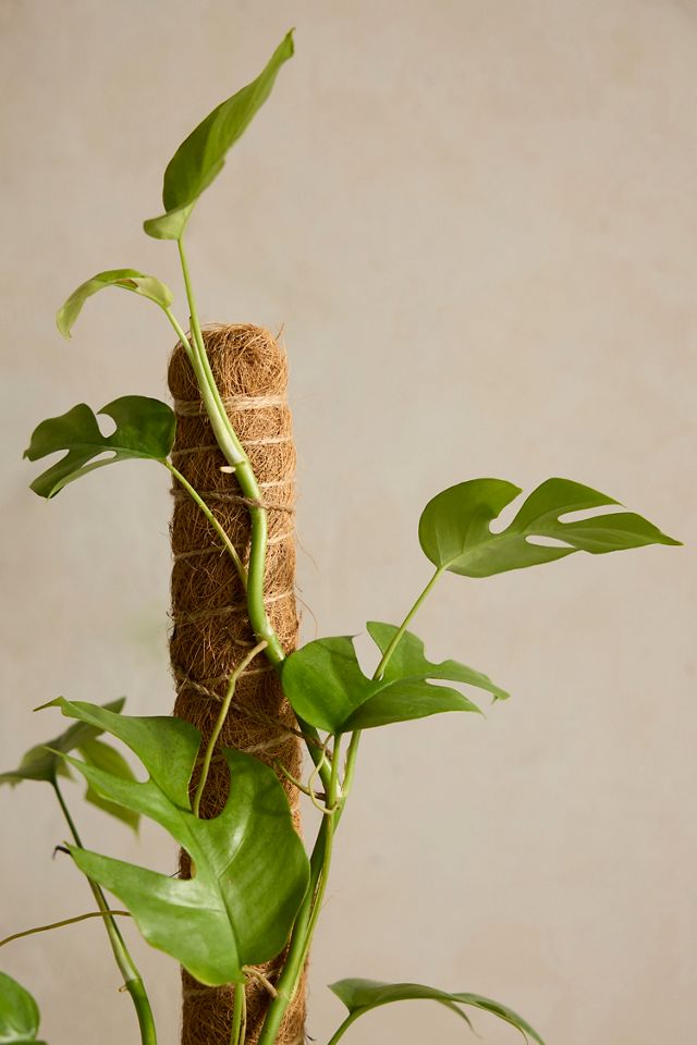 Monstera minima Plant, Vine Support + Ceramic Planter #1