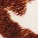 Chocolate Brown-Gum
