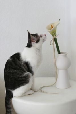 Catenary Flora Cat Toy