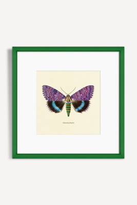 Artfully Walls Moth Study Wall Art