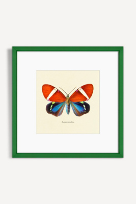 Artfully Walls Moth Study Wall Art