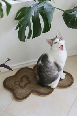 Catenary Cat Drop Mat