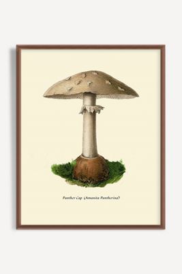 Mushroom Study Wall Art