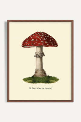 Artfully Walls Mushroom Study Wall Art