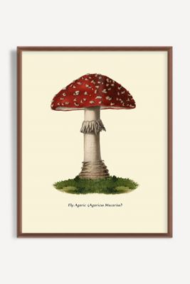 Mushroom Study Wall Art