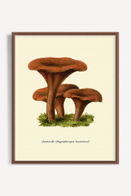 Artfully Walls Mushroom Study Wall Art