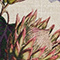 Lana Botanical
