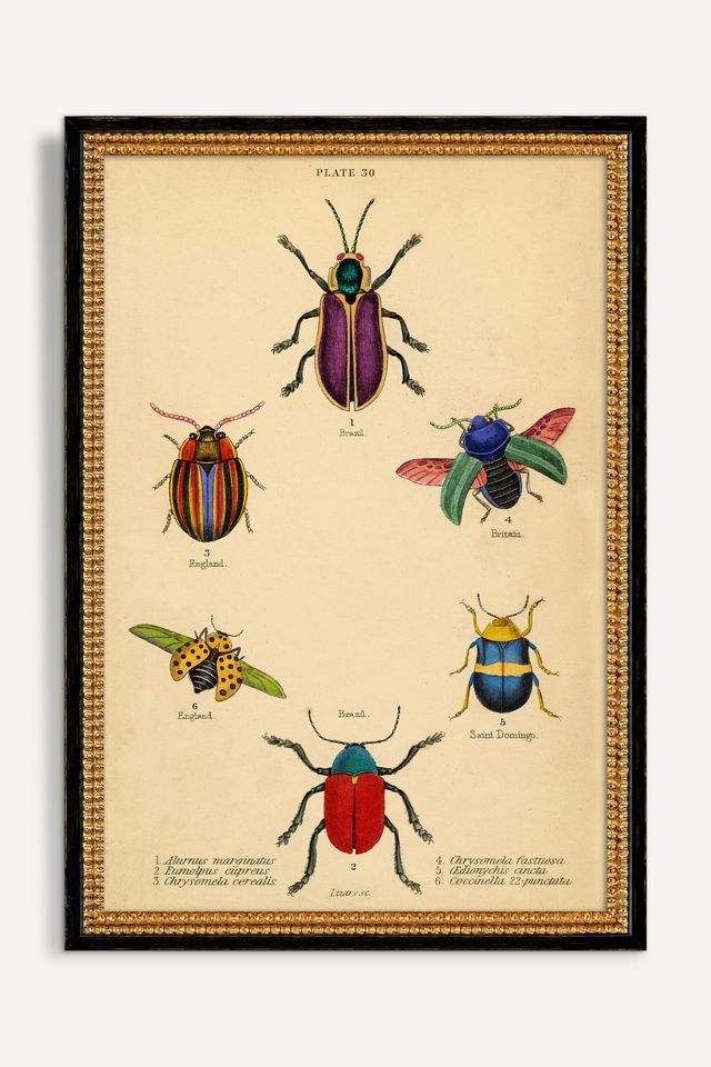Bugs Wall Art #1