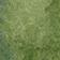 Moss