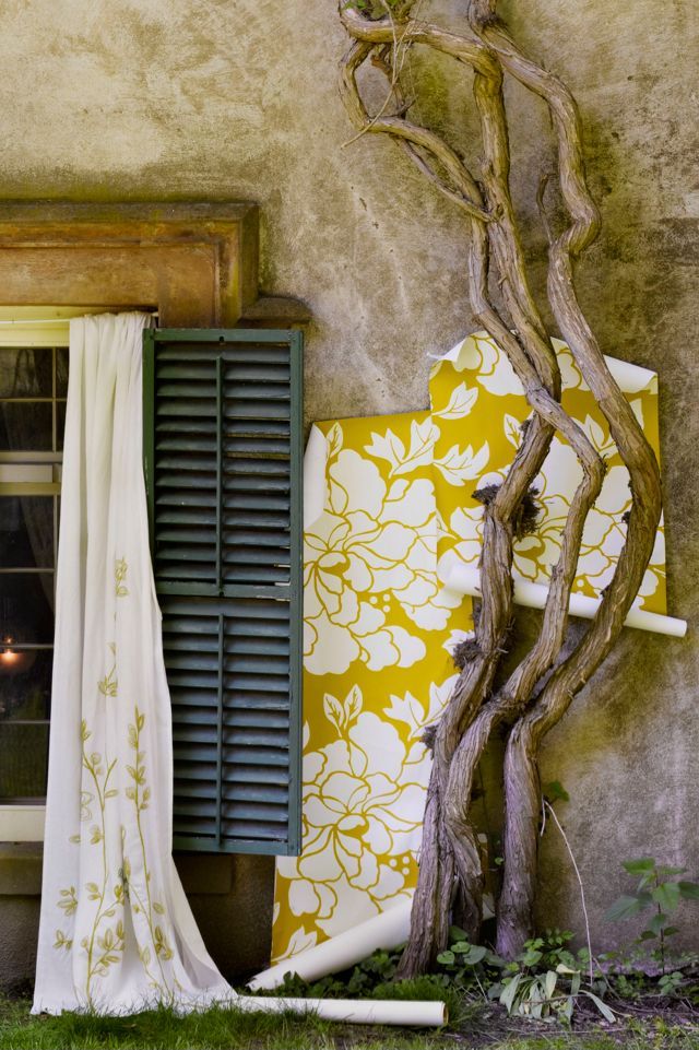 Paeonia Wallpaper #6