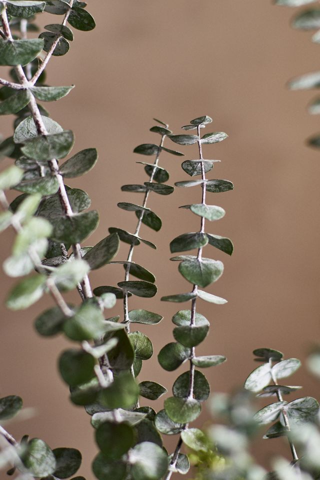 Preserved Baby Blue Eucalyptus Bunch #1