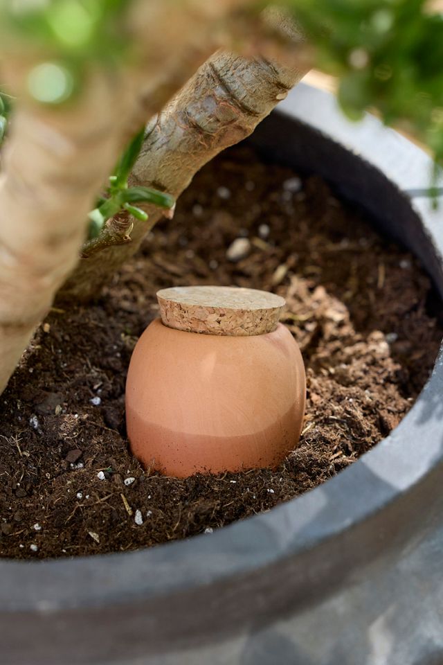 Terracotta Watering Ollas, Set of 3 #1