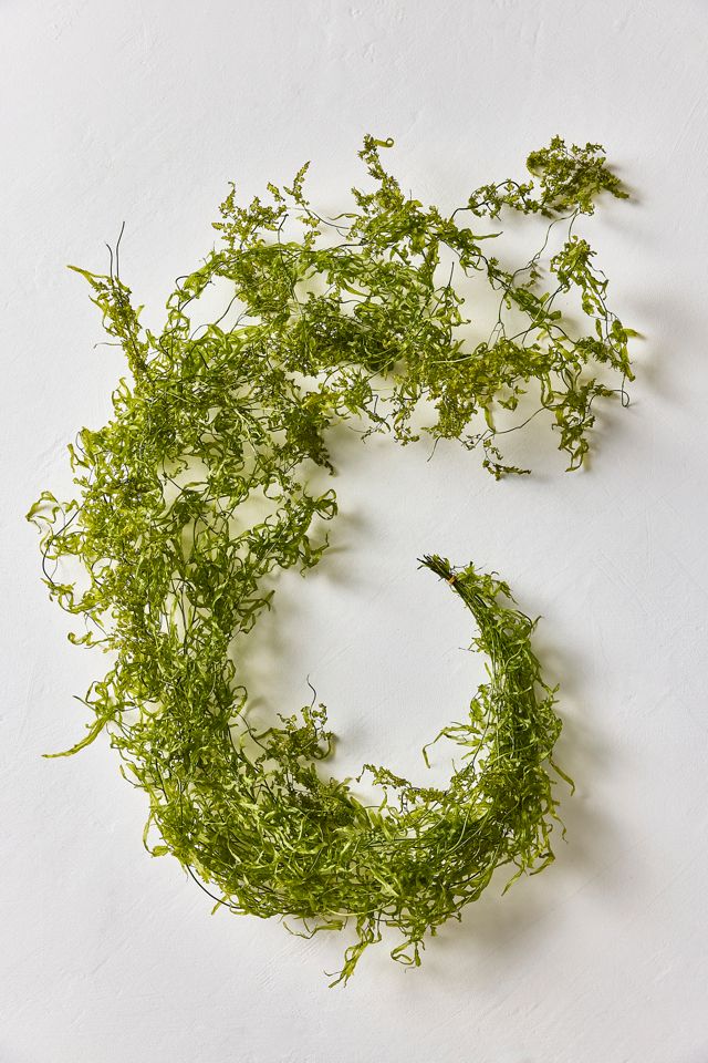 Dried Sanwee Vine Bunch #2