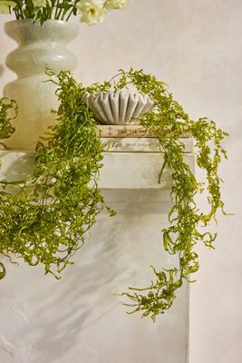 Dried Sanwee Vine Bunch