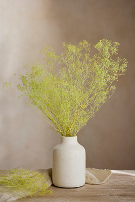 Terrain Preserved Gypsophila Bunch