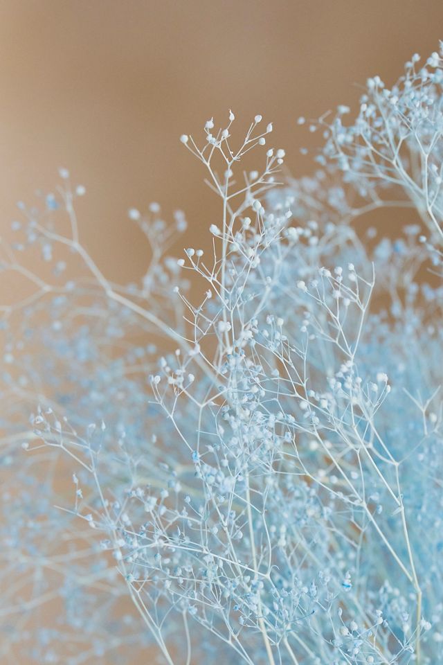 Preserved Gypsophila Bunch #1