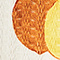 Medium Orange