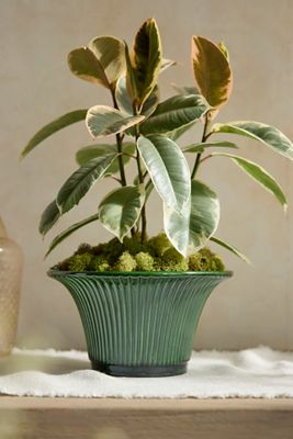 Bergs Daisy Glazed Terracotta Pot