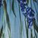 Blue Meadow