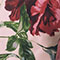 Blush Garden
