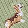 Corgi/Bone