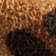 Leopardo