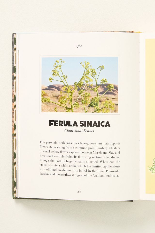 AlUla Flora #2