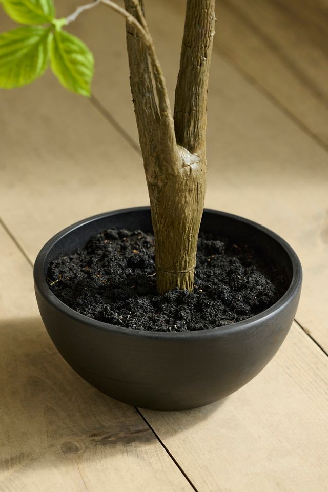 lavender plant seeds Lavender, English Seeds main image 1