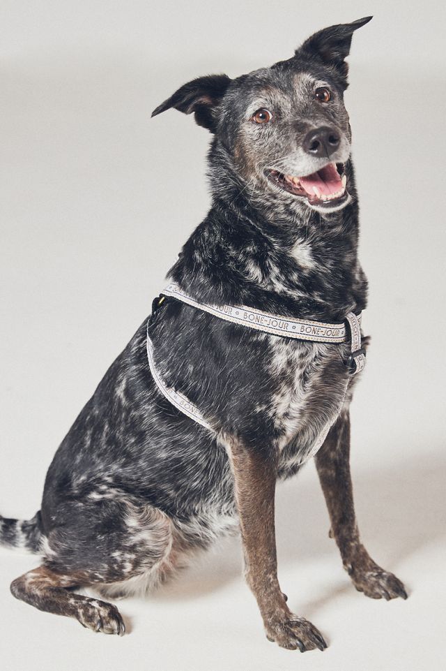 The Bistro Tile Dog Harness #1
