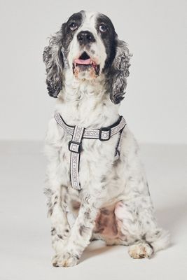 Bistro Tile Dog Harness