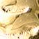 Moth