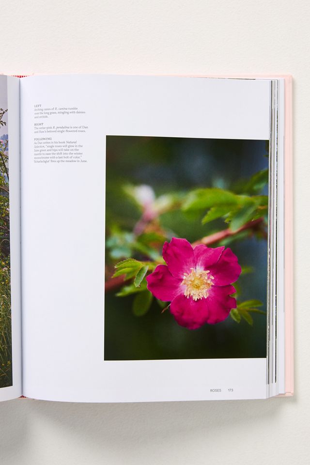Roses in the Garden #2