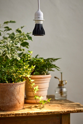 Anthropologie We The Wild Instant Sun Grow Light Bulb