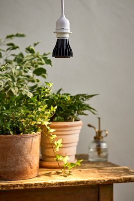 We the Wild Instant Sun Grow Light Bulb