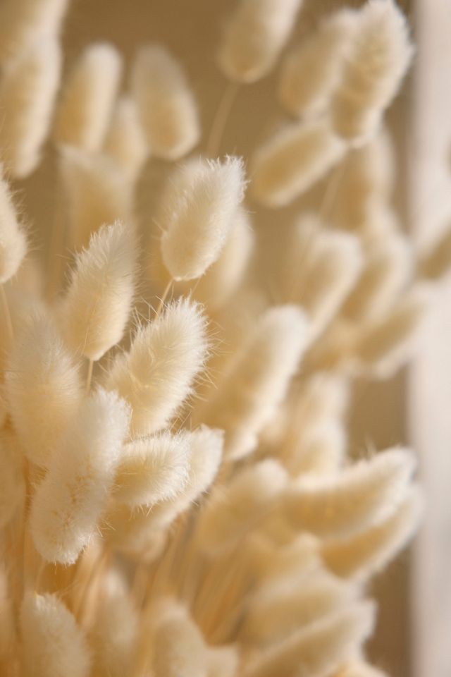 Preserved Ivory Bunny Tails Bunch #1