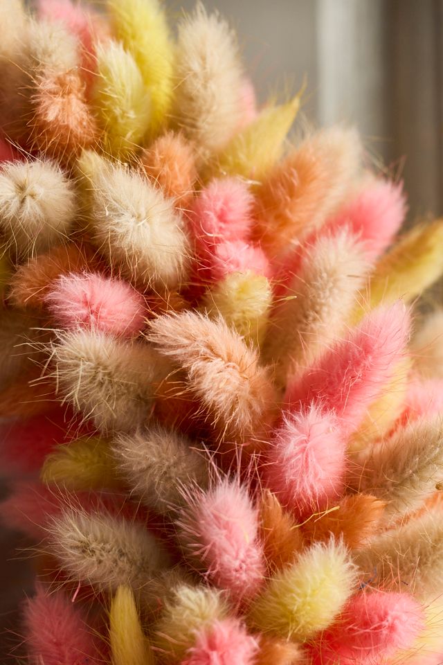 Preserved Bunny Tails Wreath, Pink Lemonade #1