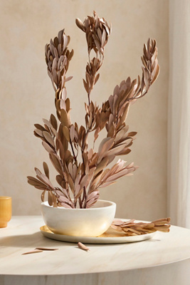 Terrain Dried Mealy Banksia Bunch