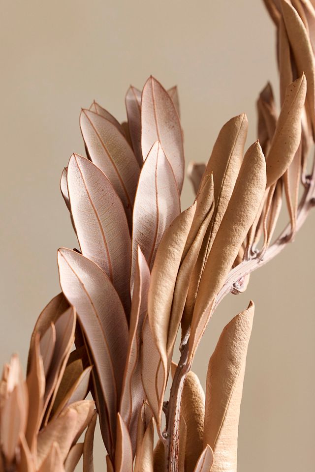 Dried Mealy Banksia Bunch #1