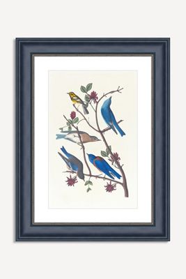 Western Bluebird Wall Art