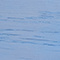 Cornflower Blue