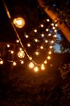 Clear Bulbs + Strands Bundle