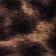 Dark Leopard