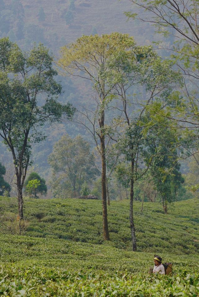 Alaya Tea Organic Darjeeling Second Flush Loose Leaf Tea #2